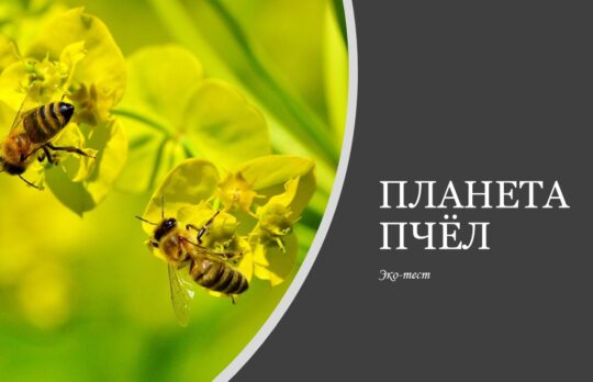 Планета пчёл